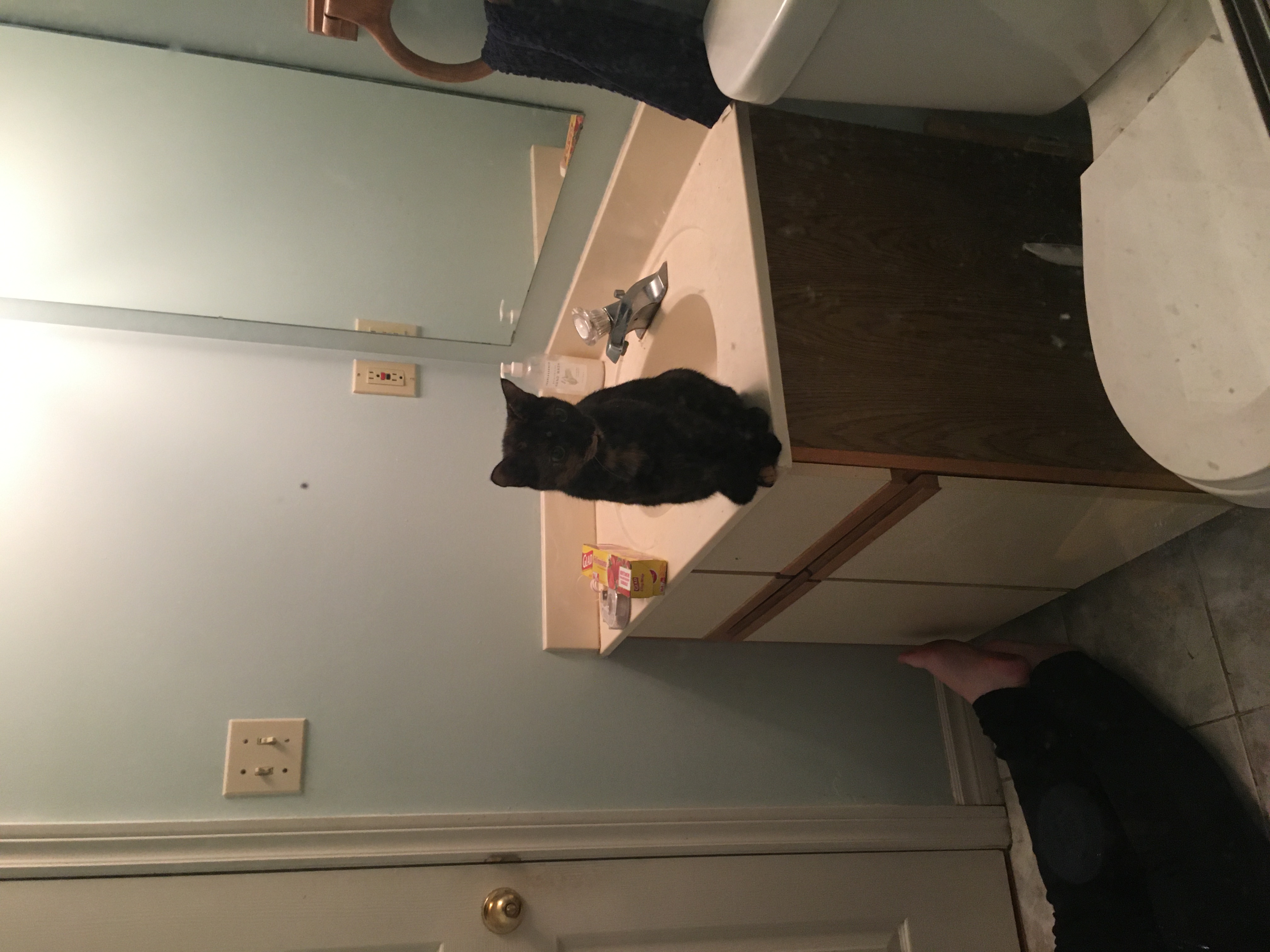 kitty